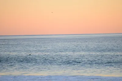 DSC_1285 (Large).JPG